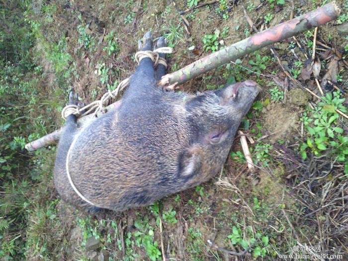 電野豬機150萬捕獲大野豬 電野豬機150萬捕獲大野豬